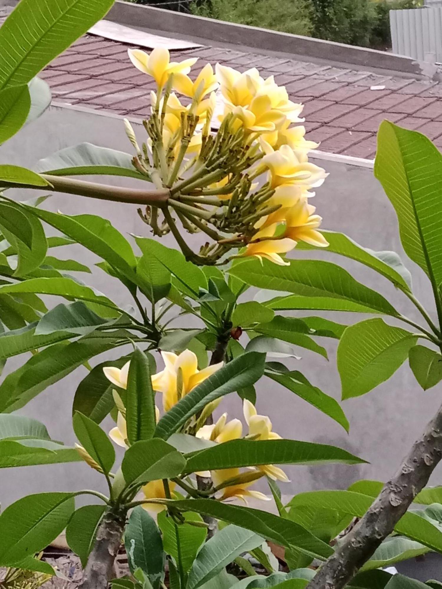 日出民宿 乌布 外观 照片